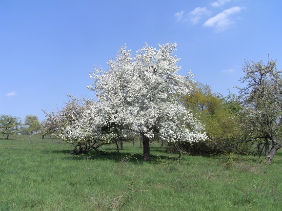 Vogelstimmenwanderung