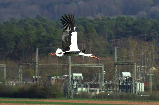 Storch2