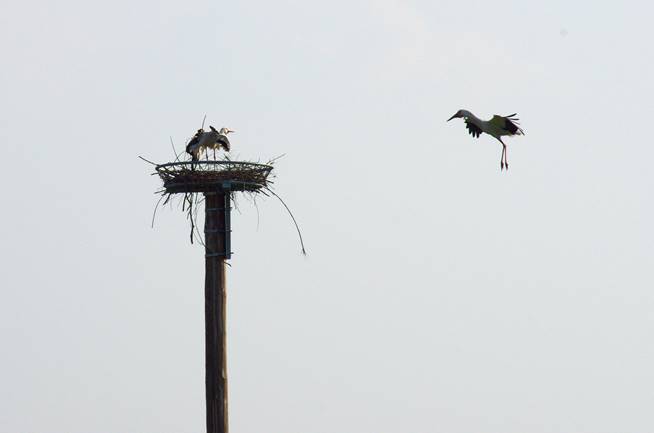 Storch1