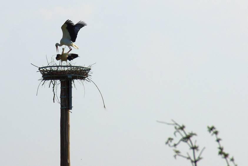 Storch3