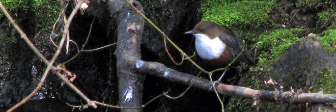 Wasseramsel an der Kahl