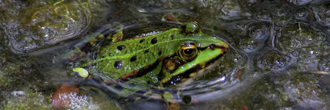 Wasserfrosch