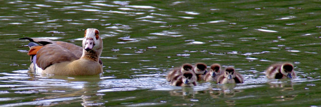 Nilgans mit Jungen