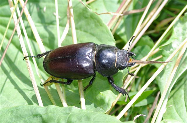 Hirschkäferweibchen