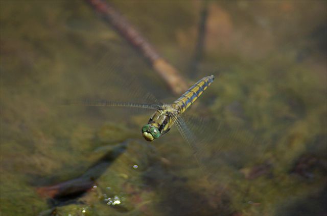 Libelle