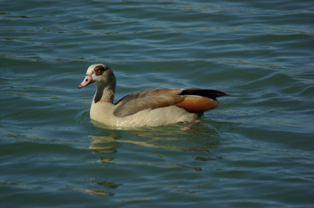 Nilgans