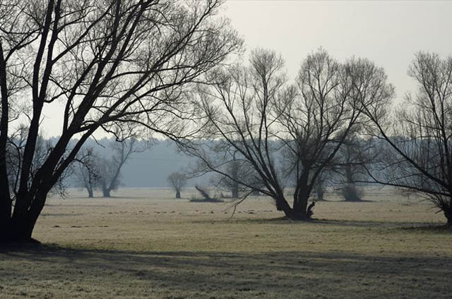 Prischosswiese