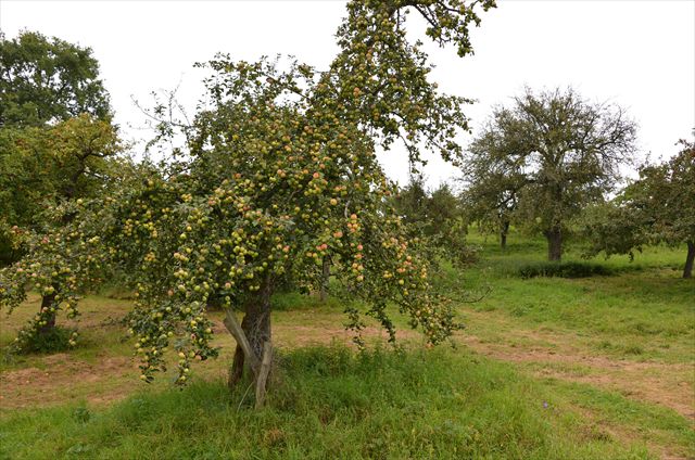 Streuobstwiese