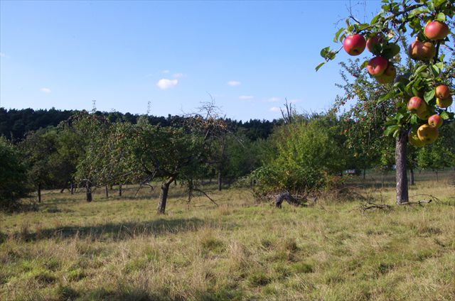 Streuobstwiese