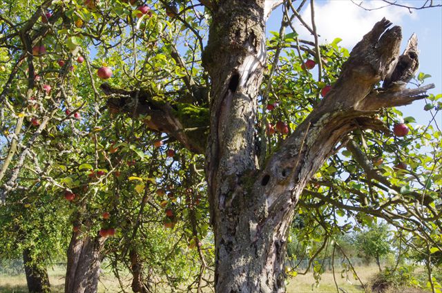 Streuobstwiese