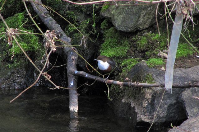 Wasseramsel