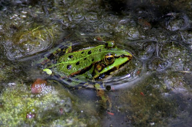 Wasserfrosch