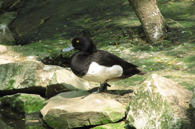 Wasservogel